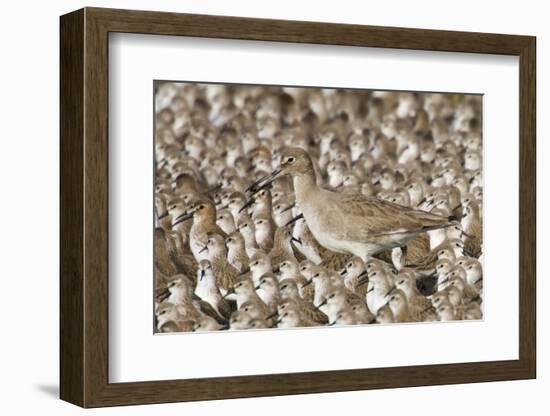 Willet with Shell in its Bill Surrounded by Western Sandpipers-Hal Beral-Framed Photographic Print