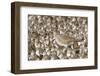 Willet with Shell in its Bill Surrounded by Western Sandpipers-Hal Beral-Framed Photographic Print