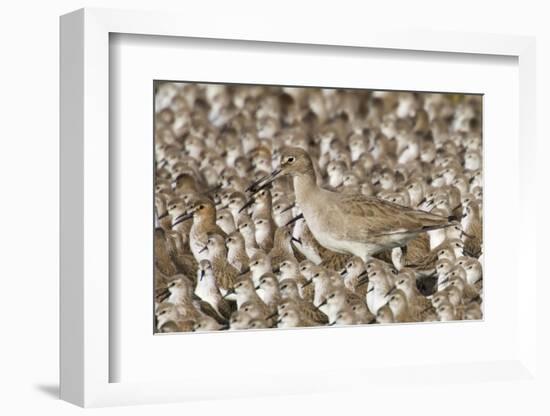 Willet with Shell in its Bill Surrounded by Western Sandpipers-Hal Beral-Framed Photographic Print