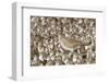 Willet with Shell in its Bill Surrounded by Western Sandpipers-Hal Beral-Framed Photographic Print