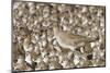 Willet with Shell in its Bill Surrounded by Western Sandpipers-Hal Beral-Mounted Photographic Print
