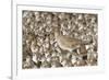 Willet with Shell in its Bill Surrounded by Western Sandpipers-Hal Beral-Framed Photographic Print