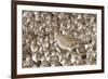 Willet with Shell in its Bill Surrounded by Western Sandpipers-Hal Beral-Framed Photographic Print