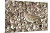 Willet with Shell in its Bill Surrounded by Western Sandpipers-Hal Beral-Mounted Photographic Print