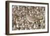 Willet with Shell in its Bill Surrounded by Western Sandpipers-Hal Beral-Framed Photographic Print