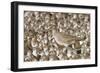 Willet with Shell in its Bill Surrounded by Western Sandpipers-Hal Beral-Framed Photographic Print