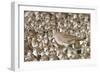 Willet with Shell in its Bill Surrounded by Western Sandpipers-Hal Beral-Framed Photographic Print