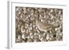 Willet with Shell in its Bill Surrounded by Western Sandpipers-Hal Beral-Framed Photographic Print