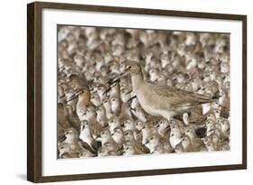 Willet with Shell in its Bill Surrounded by Western Sandpipers-Hal Beral-Framed Photographic Print