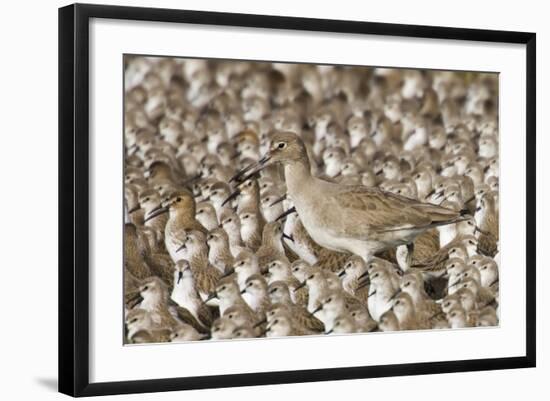 Willet with Shell in its Bill Surrounded by Western Sandpipers-Hal Beral-Framed Photographic Print