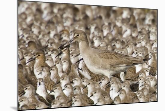 Willet with Shell in its Bill Surrounded by Western Sandpipers-Hal Beral-Mounted Photographic Print