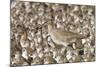 Willet with Shell in its Bill Surrounded by Western Sandpipers-Hal Beral-Mounted Photographic Print