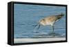 Willet-Gary Carter-Framed Stretched Canvas