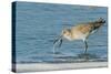 Willet-Gary Carter-Stretched Canvas