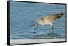 Willet-Gary Carter-Framed Stretched Canvas