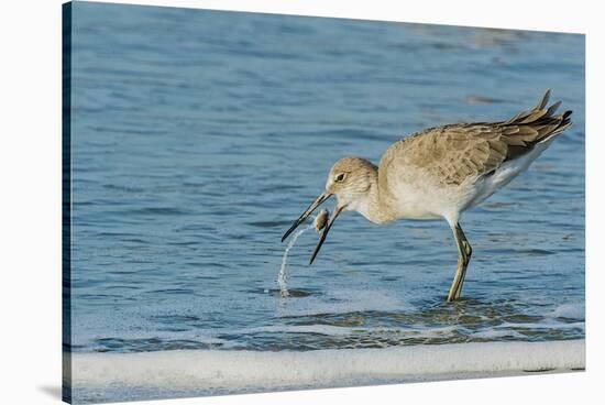 Willet-Gary Carter-Stretched Canvas