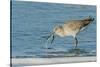 Willet-Gary Carter-Stretched Canvas