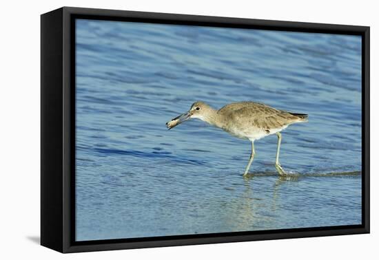 Willet;-Gary Carter-Framed Stretched Canvas