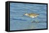 Willet;-Gary Carter-Framed Stretched Canvas