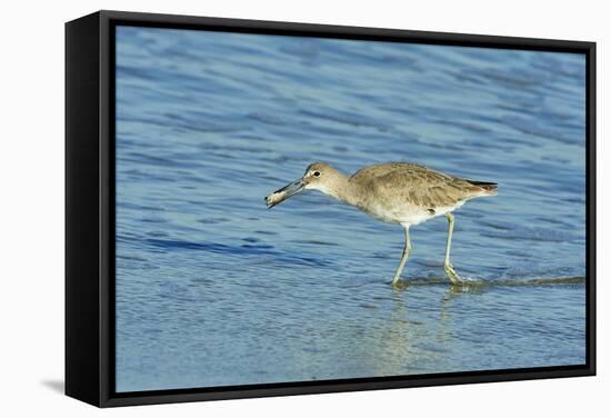 Willet;-Gary Carter-Framed Stretched Canvas