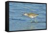 Willet;-Gary Carter-Framed Stretched Canvas