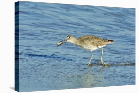 Willet;-Gary Carter-Stretched Canvas