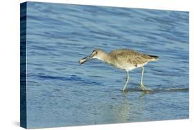 Willet;-Gary Carter-Stretched Canvas