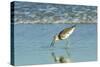 Willet;-Gary Carter-Stretched Canvas