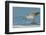 Willet-Gary Carter-Framed Premium Photographic Print