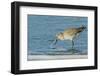 Willet-Gary Carter-Framed Premium Photographic Print