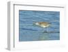 Willet;-Gary Carter-Framed Premium Photographic Print