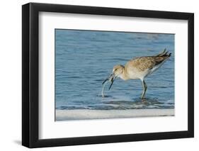 Willet-Gary Carter-Framed Photographic Print