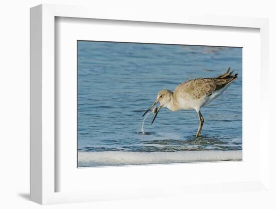 Willet-Gary Carter-Framed Photographic Print