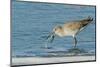 Willet-Gary Carter-Mounted Photographic Print
