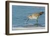 Willet-Gary Carter-Framed Photographic Print