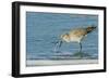 Willet-Gary Carter-Framed Photographic Print