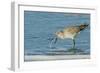 Willet-Gary Carter-Framed Photographic Print