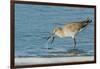 Willet-Gary Carter-Framed Photographic Print