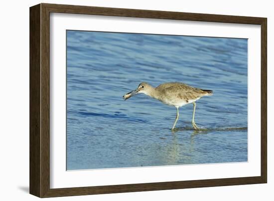 Willet;-Gary Carter-Framed Photographic Print