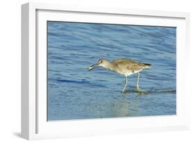 Willet;-Gary Carter-Framed Photographic Print