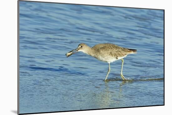 Willet;-Gary Carter-Mounted Photographic Print