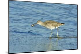 Willet;-Gary Carter-Mounted Photographic Print