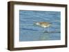 Willet;-Gary Carter-Framed Photographic Print