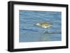 Willet;-Gary Carter-Framed Photographic Print