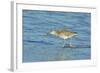 Willet;-Gary Carter-Framed Photographic Print