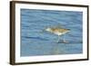 Willet;-Gary Carter-Framed Photographic Print