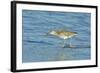 Willet;-Gary Carter-Framed Photographic Print