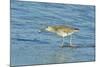 Willet;-Gary Carter-Mounted Photographic Print