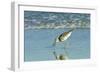 Willet;-Gary Carter-Framed Photographic Print