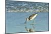Willet;-Gary Carter-Mounted Photographic Print